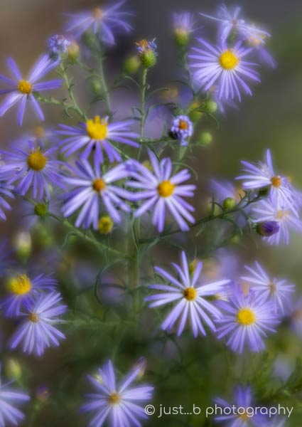 Purple asters wildflowers with soft focus effect.