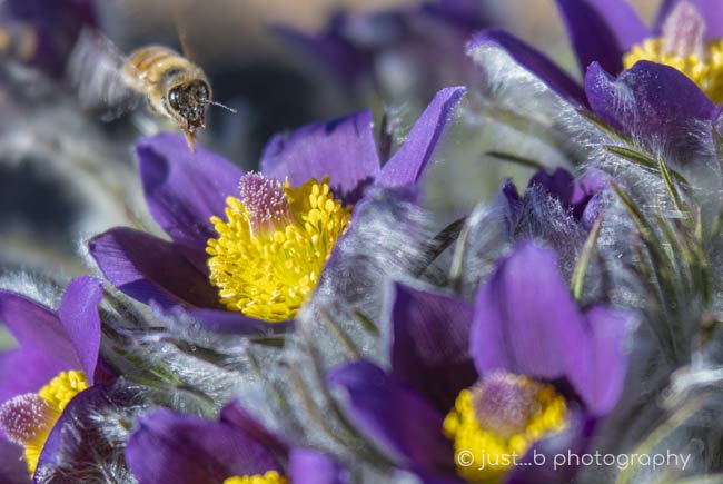 honey bee hovering over purple and yellow pasque flowers