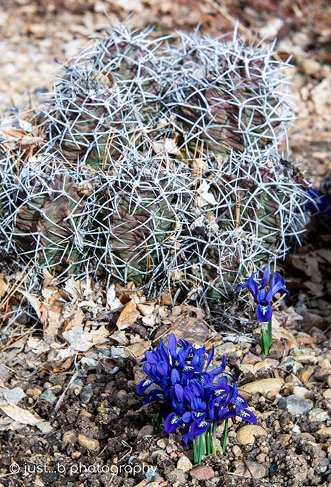 cluster of purple dwarf iris by barrel cactus