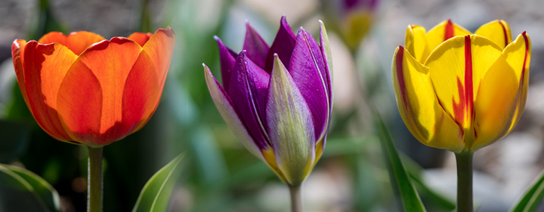 colorful tulip varieties