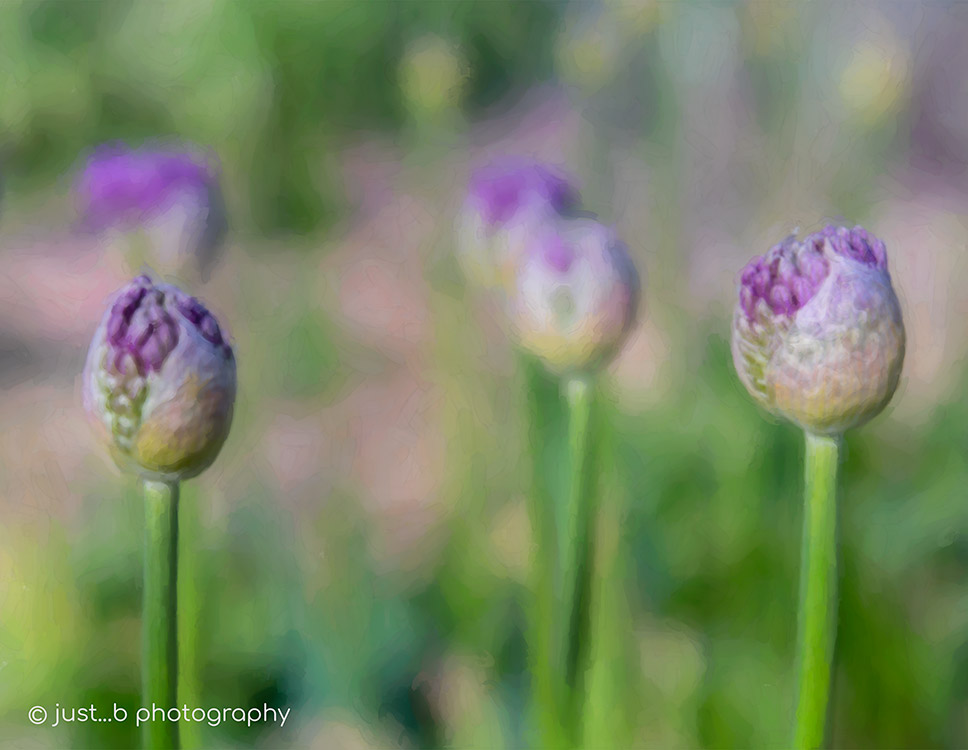 Purple Allium buds (ornamental onions).