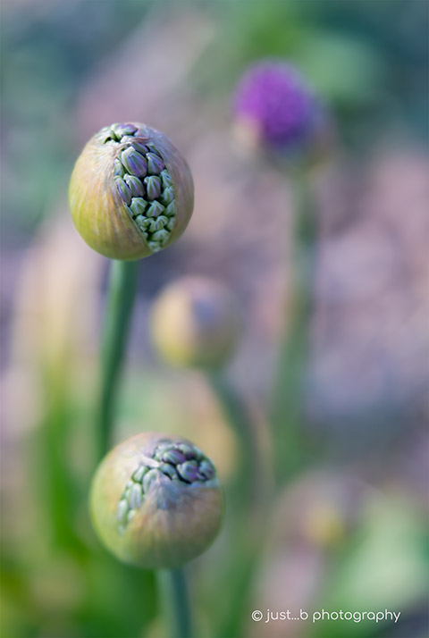 Alien looking Allium buds