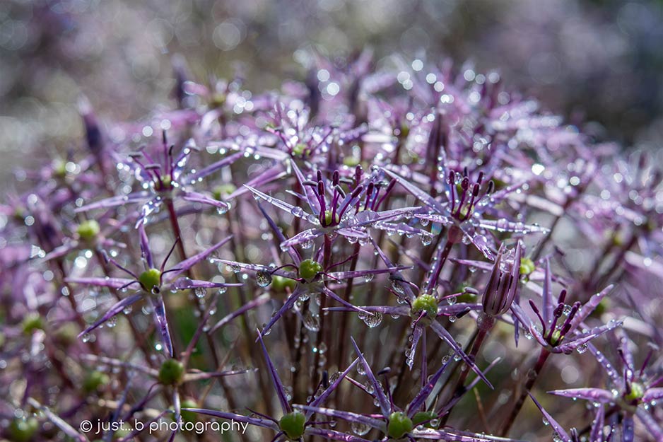 Purple Allium ornamental onion flowers covered in water droplets.