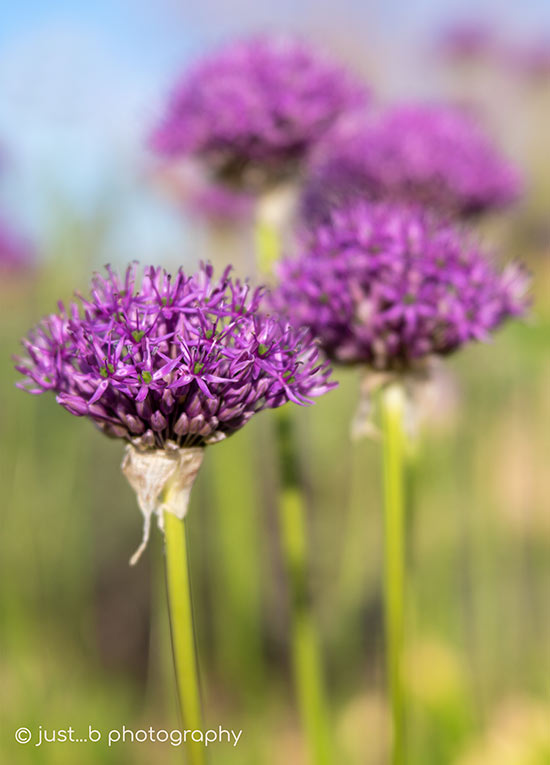 Purple Allium spherical flower heads