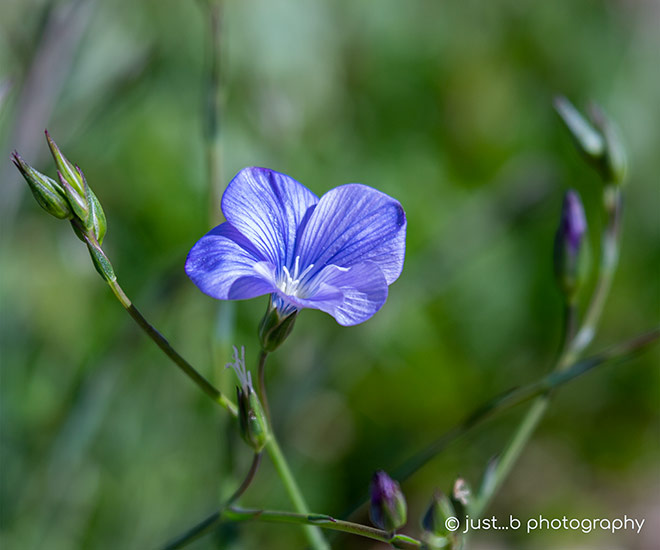 sun-kissed blue flax wildflower with tiny buds