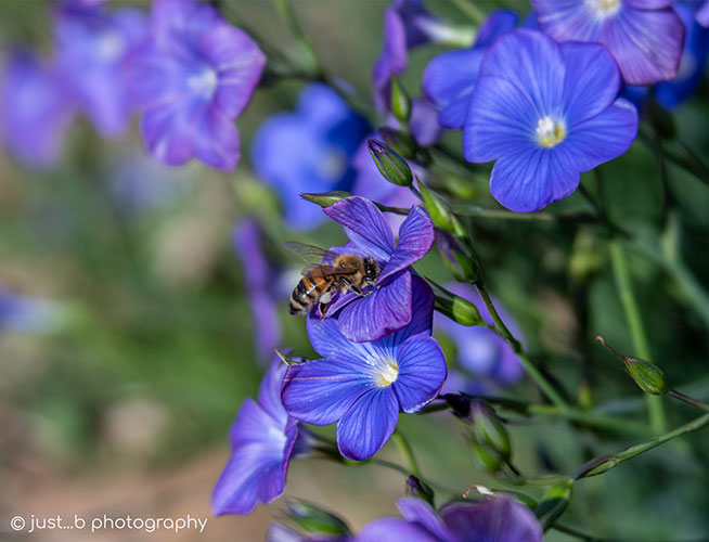 honey bee on blue flax wildflower