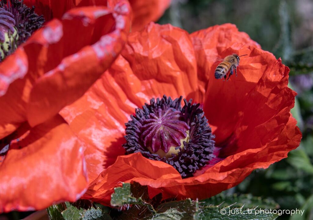 Bee hovering over big red poppy flower.