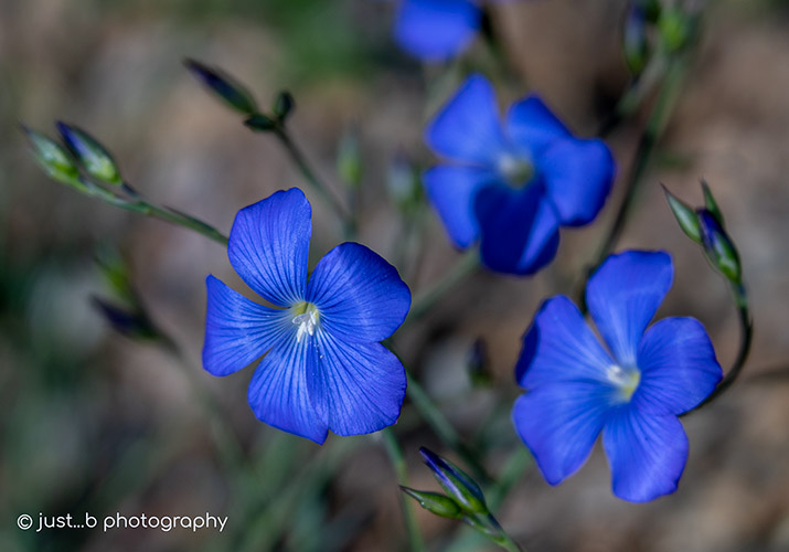 vibrant blue flax wildflowers