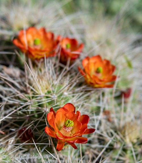 Echinocereus White Sands Claret Cup cactus flowers with long spines