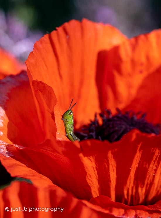 Green grashopper with head poking out of red poppy flower.