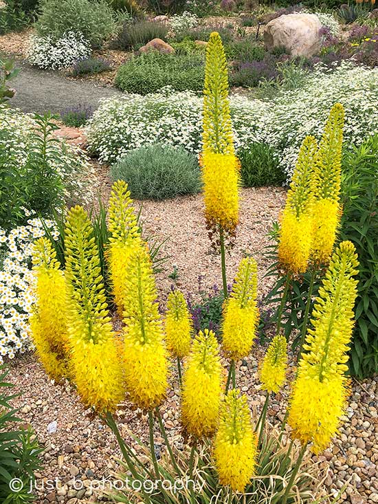 Yellow foxtail lilies in garden