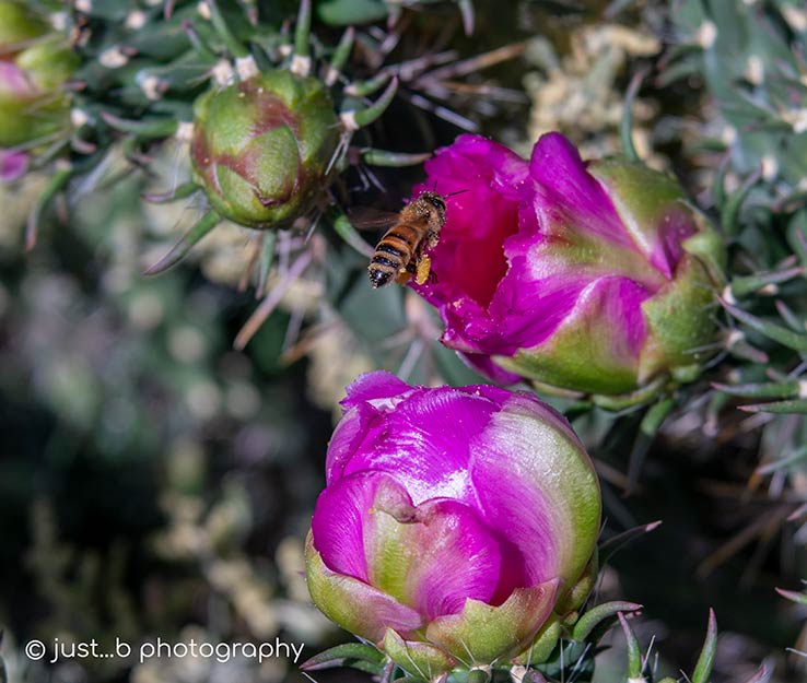 bee hovering over pink cholla cactus flower bud