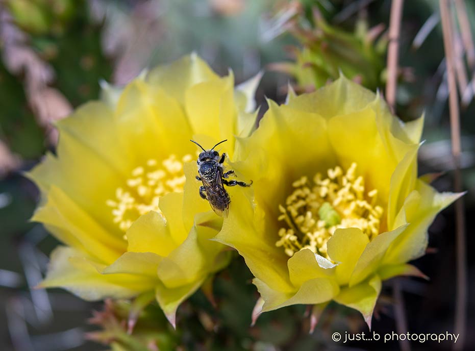 bee straddling two prickly pear flowers