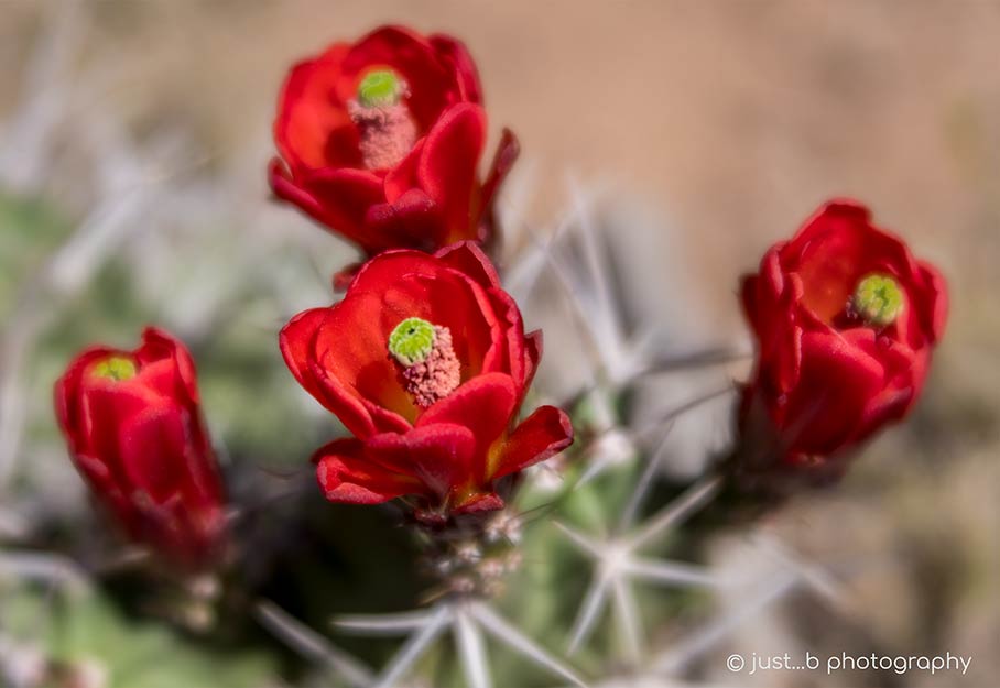 red claret cup flowers
