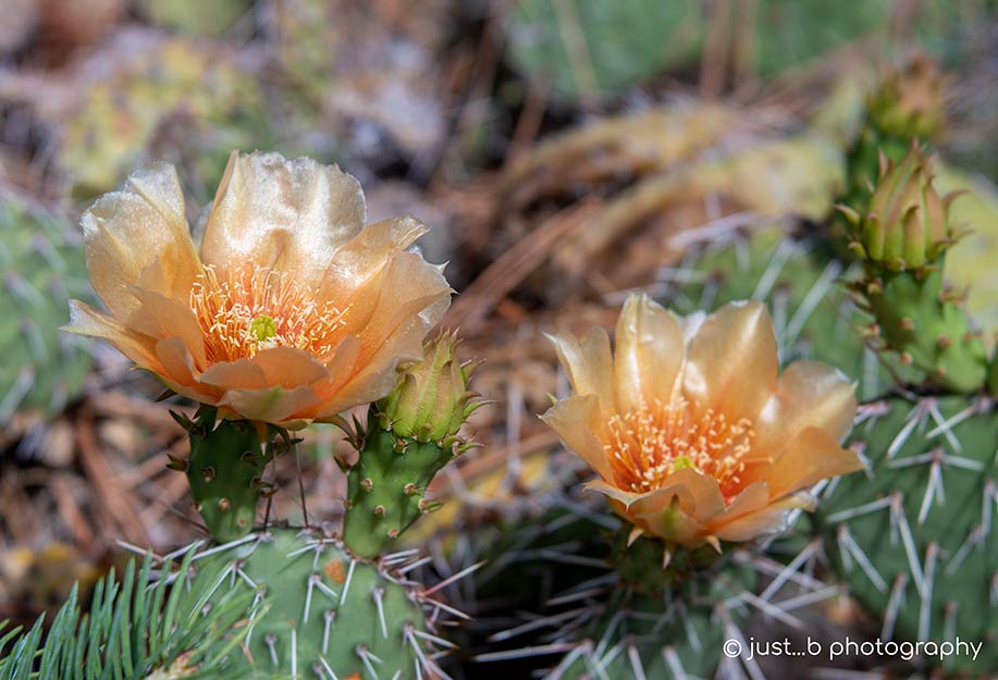 peach colored prickly pear cactus flowers