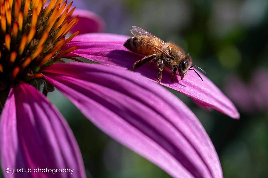 Honey bee on coneflower petal
