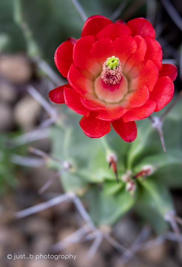 bright red claret cups flower
