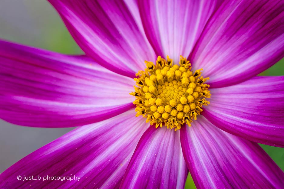 Pink and white cosmos flower close-up.