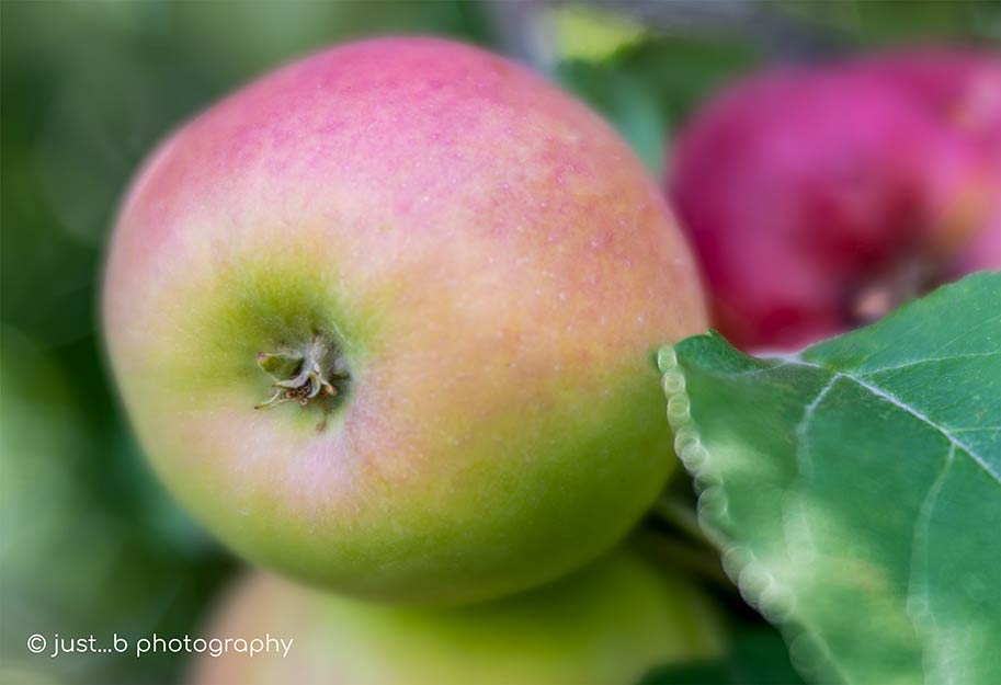 blushing, rosey apples on tree.