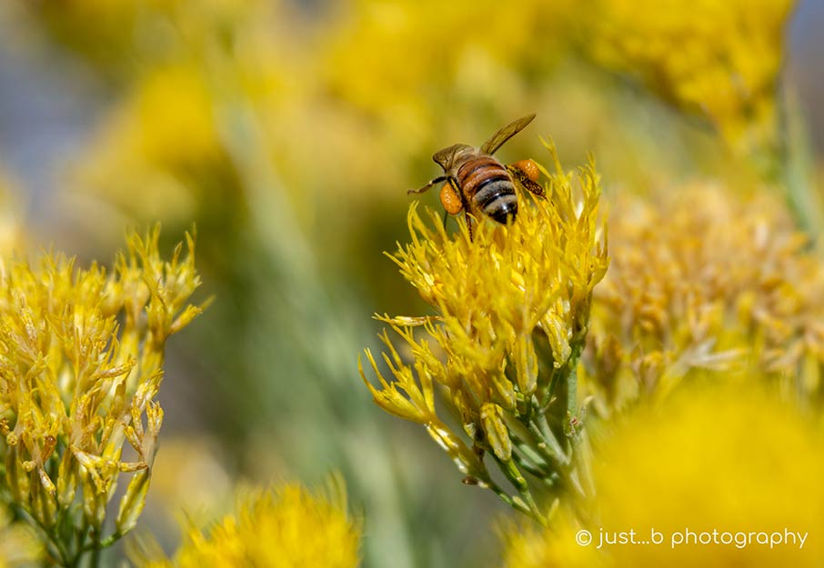 Honey bee on yellow Chamisa flowers.