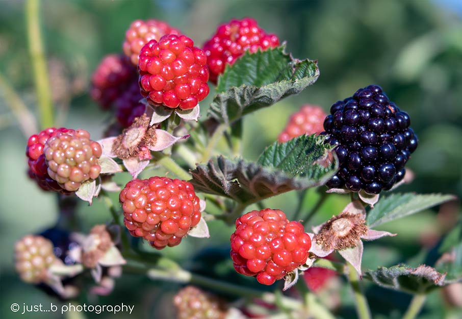 blackberries on plant in various stages of ripening.