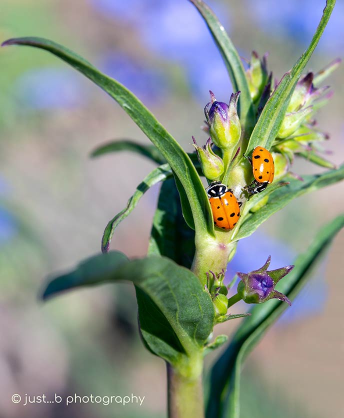 two lad bugs on flower stem