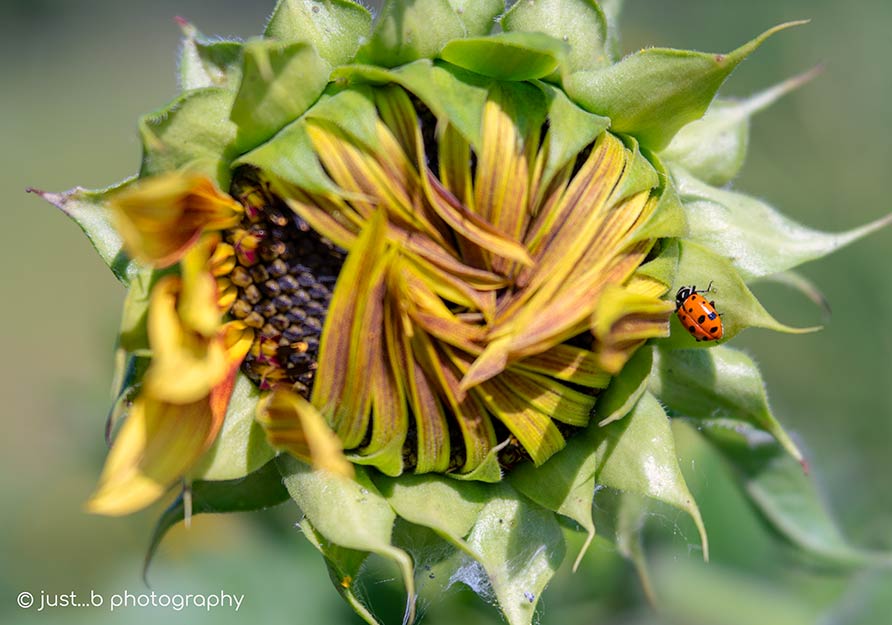 Little ladybug on opening sunflower.