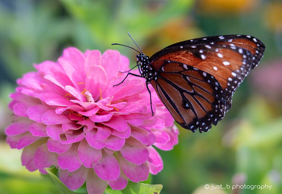 Queen butterfly on pink Dahlia flower.