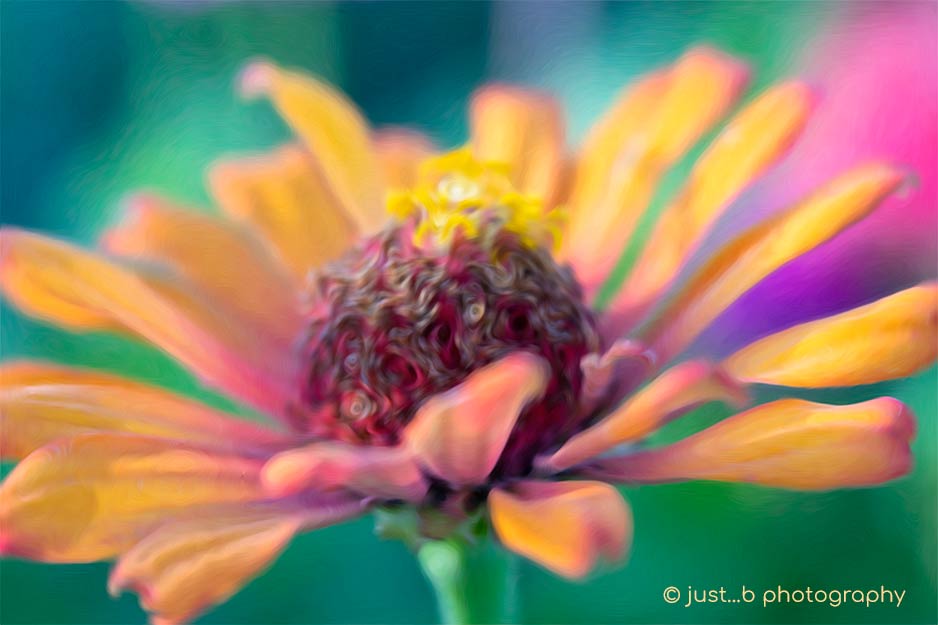 Abstract pink and yellow Zinnia flower
