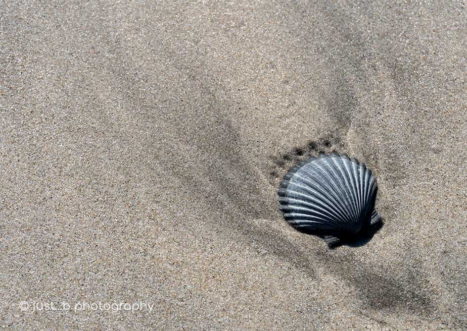 solitary grey scallop shell embedded in sand