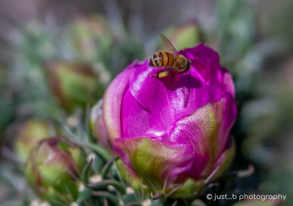 Honey bee on bright pink cholla cactus flower bud.