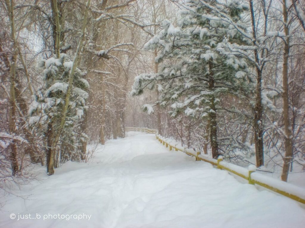 Snow covered trail during a winter snow storm.
