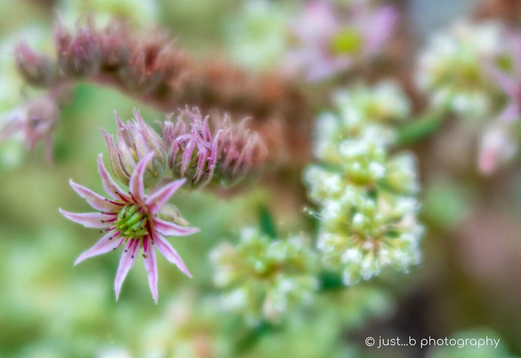 Pink Hens and Chicks succulent flower blooms.