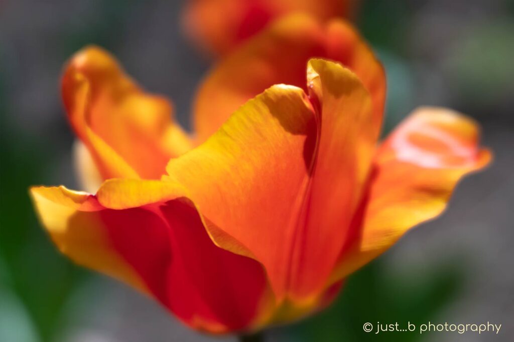 Orange and red tulip close-up with translucent flower petals.