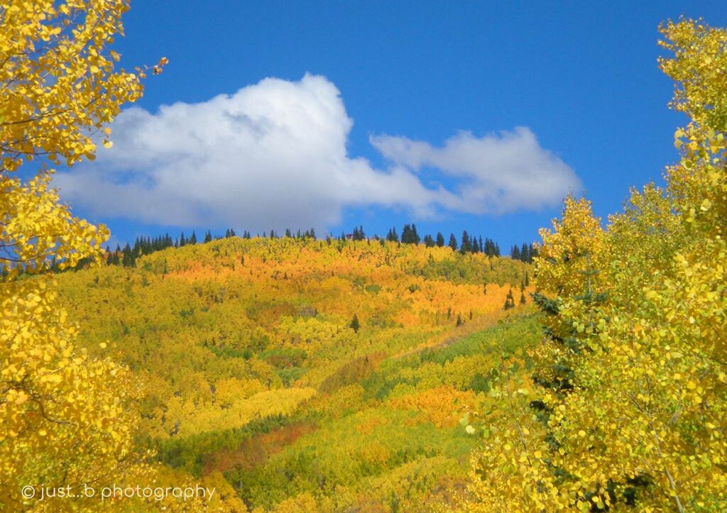 Colorful fall aspen trees covering mountainside above Santa Fe, NM.
