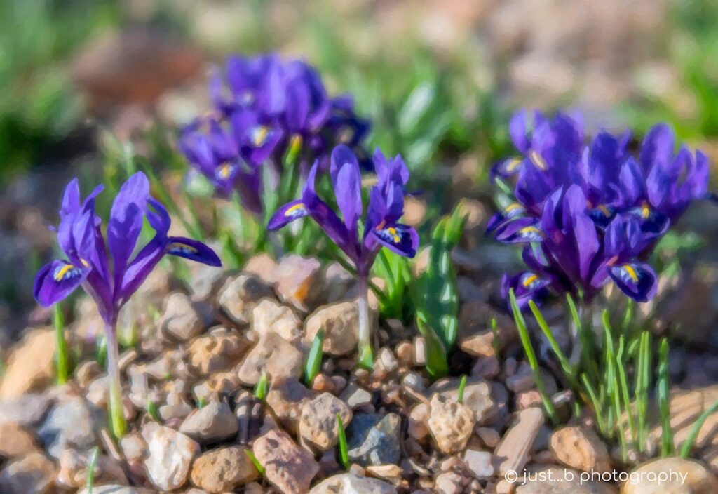 Purple Dwarf Iris flowers in early spring.