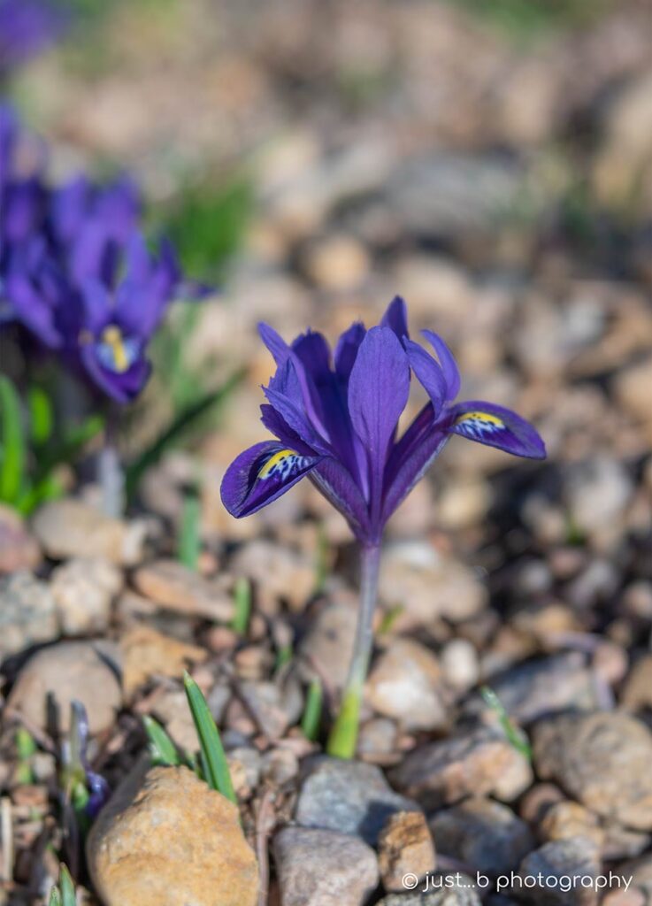 Solitary Dwarf Iris in xeriscape garden in early spring.