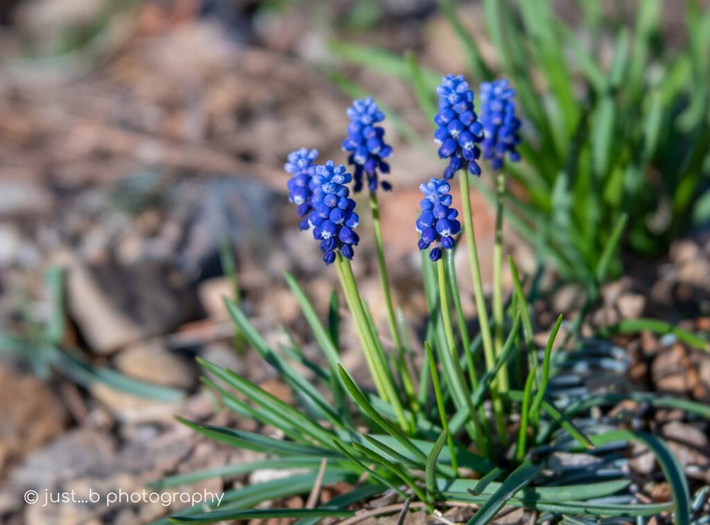 A cluster of Grape Hyacinths.