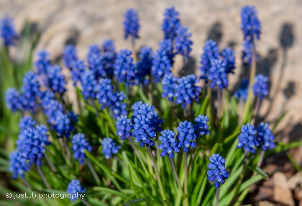 Grape Hyacinths clustered together in early spring.