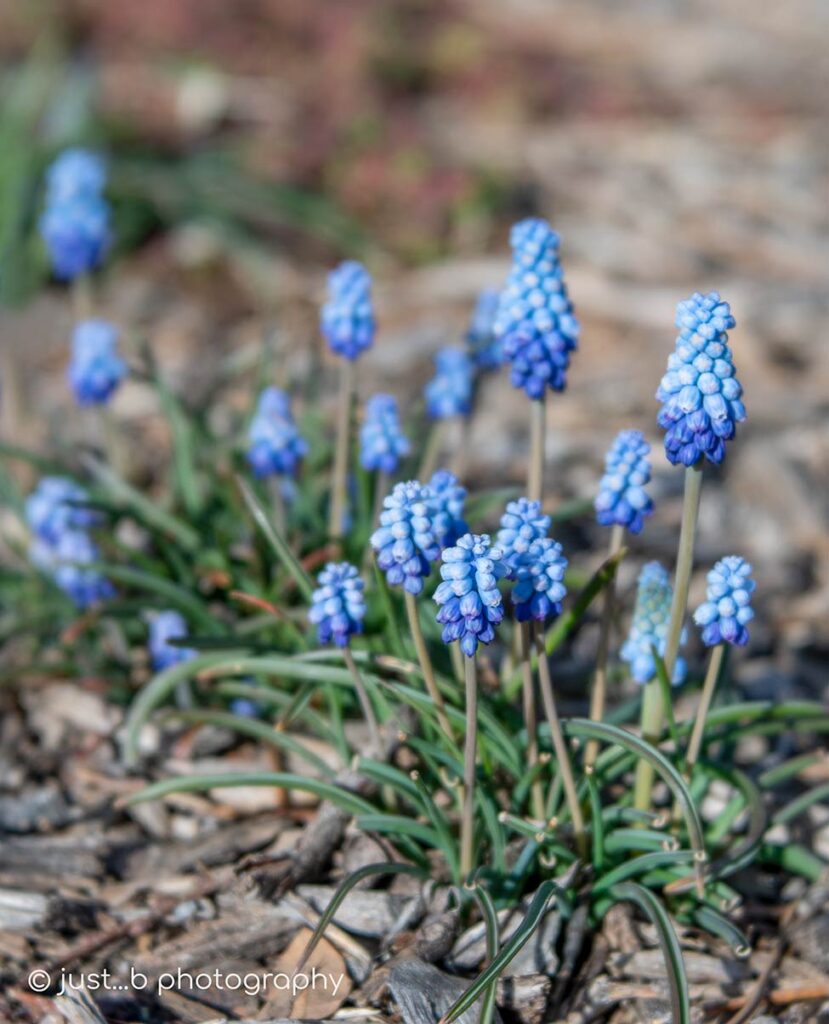Two-toned grape hyacinths in xeriscape garden.