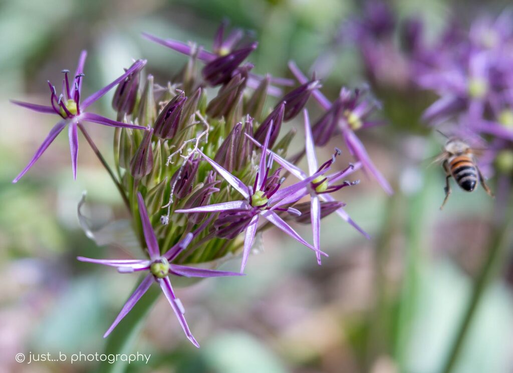 Bee makes a getaway from star-shaped onion flowers.