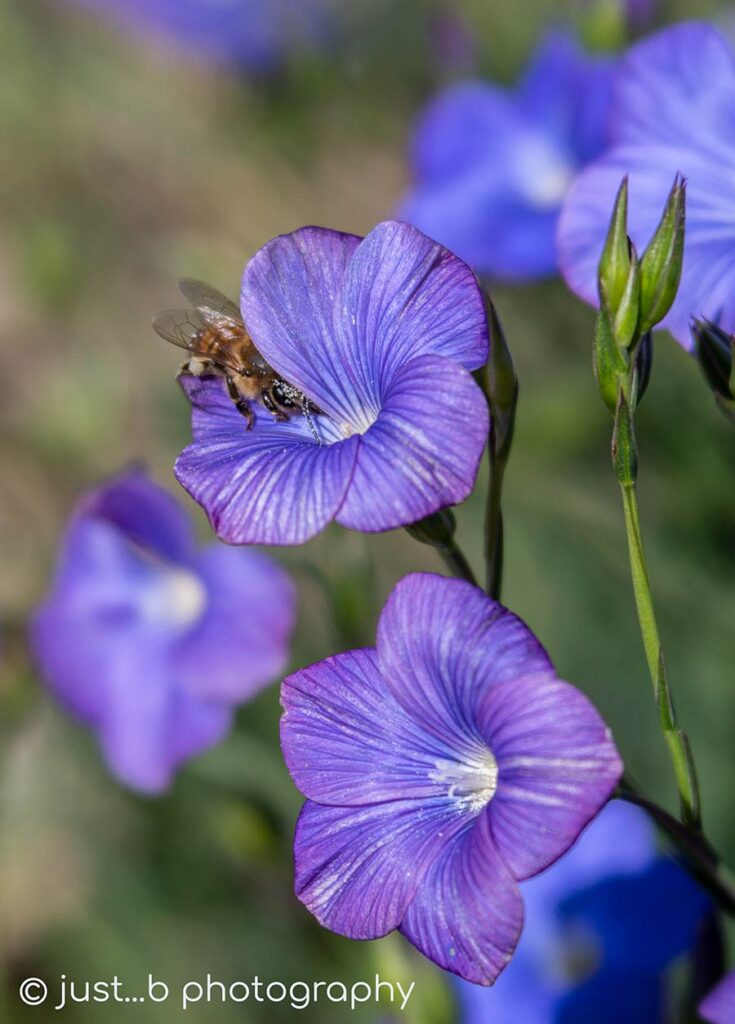 Blue Flax wildflowers with bee gathering pollen.