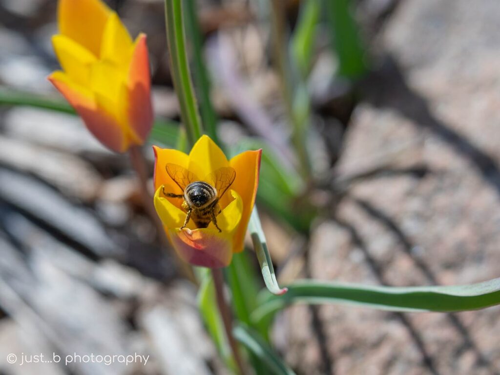 Honey bee sticking out of Candlestick tulip.