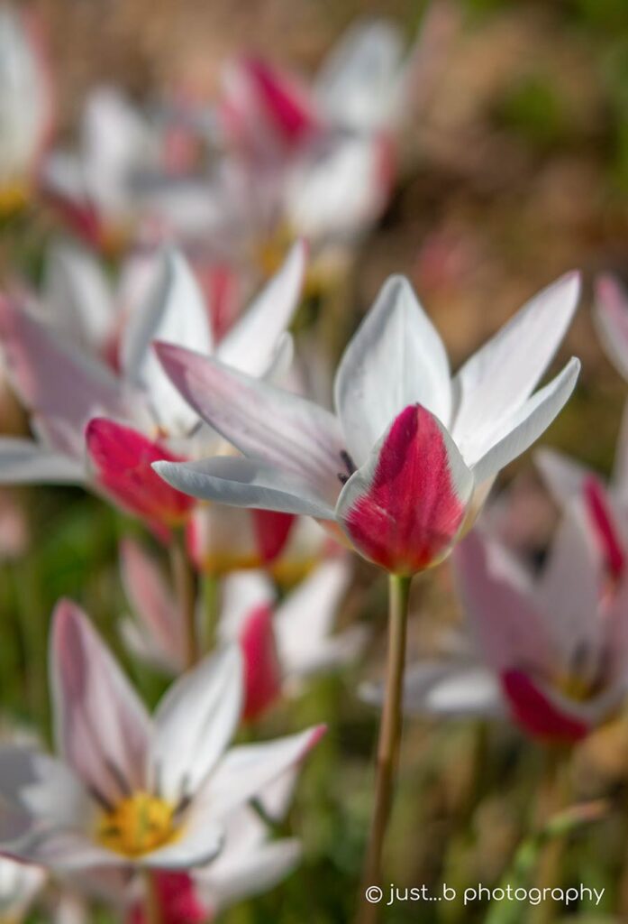Pink and white Lady Jane wildflower tulips.