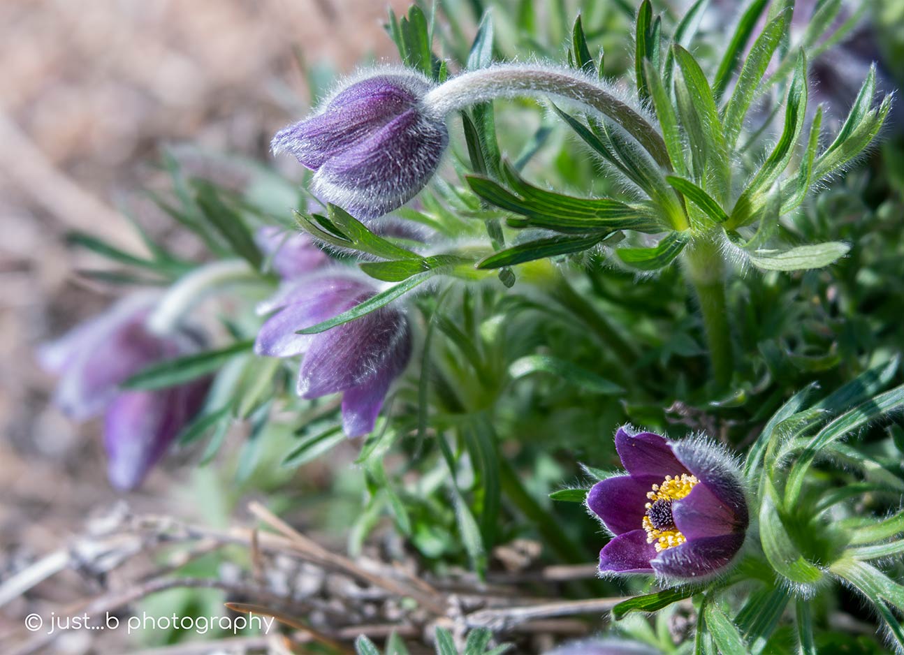 Purple Pasque Flowers with Their Fuzzy Buds and Bright Yellow Centers