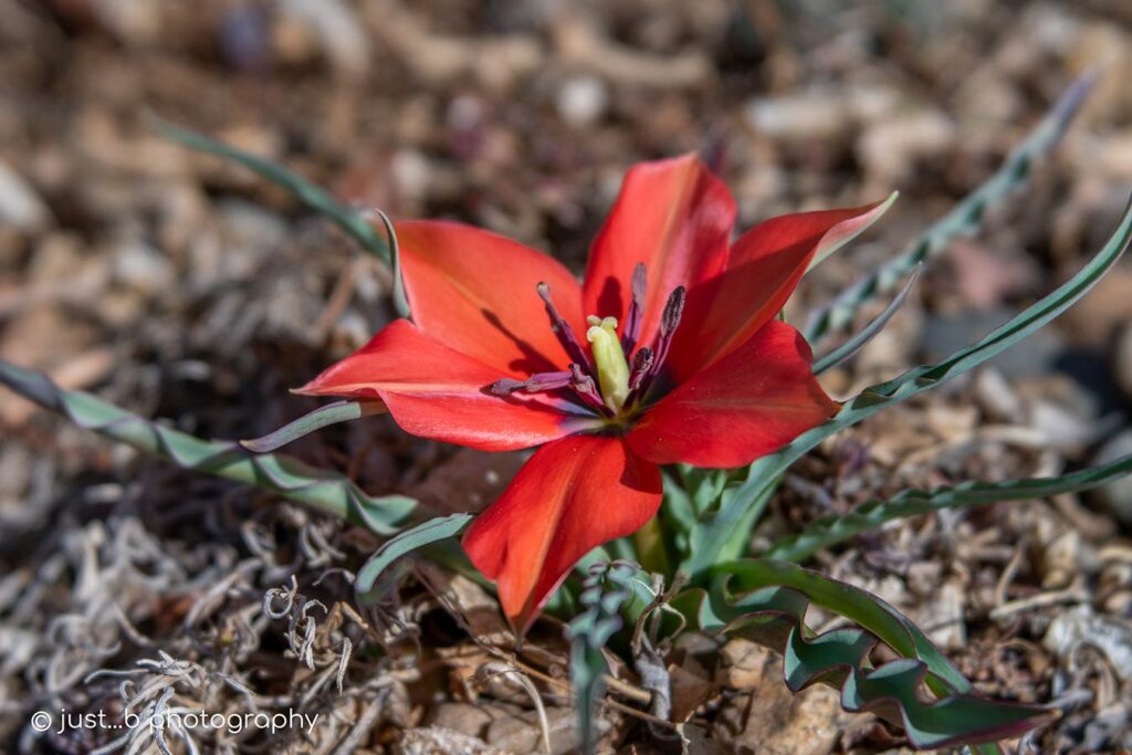 Bright red species tulip in rock garden.