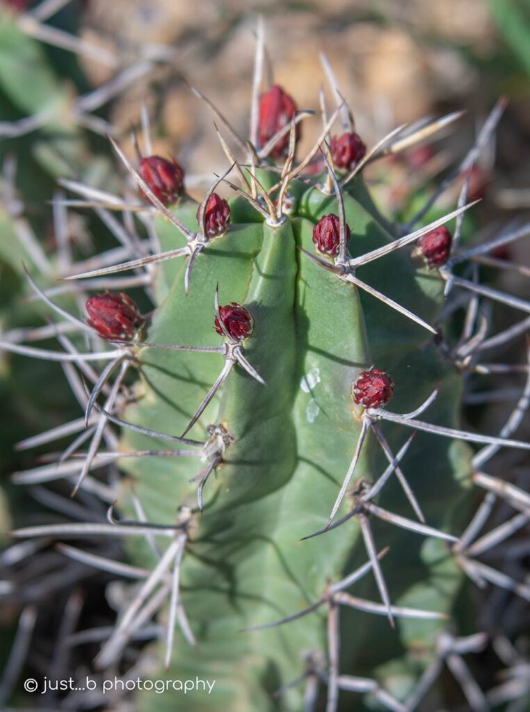 Barrel cactus covered in little red buds.