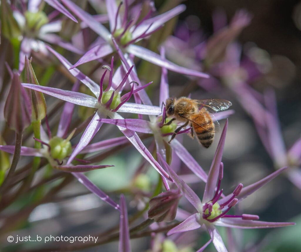 Honey bee on little star-shaped allium flowers
