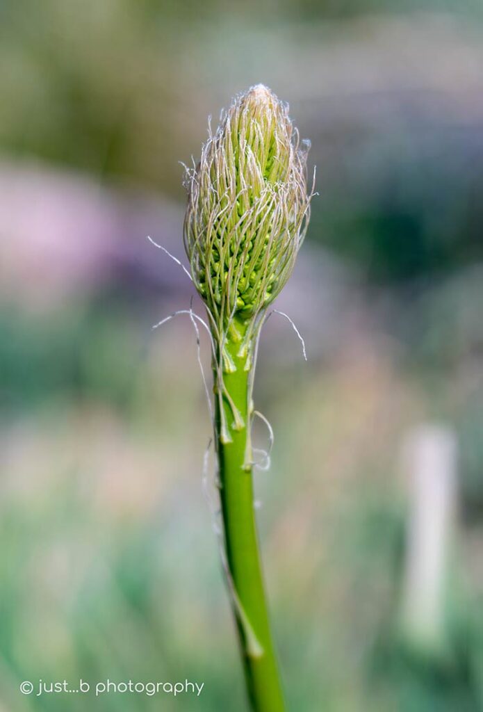 Early stage of a lanky foxtail stalk.