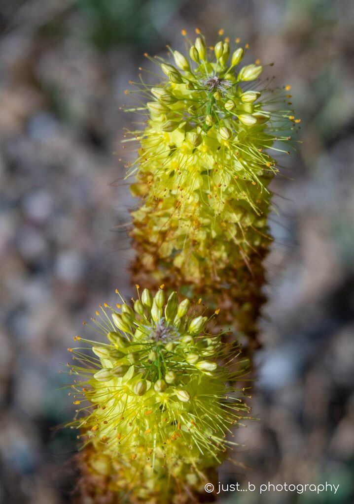 Browning yellow foxtails.